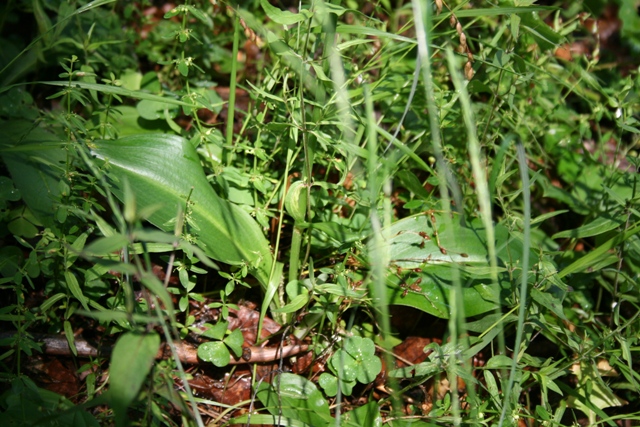 orchidee della Carinzia (Platanthera bifolia)